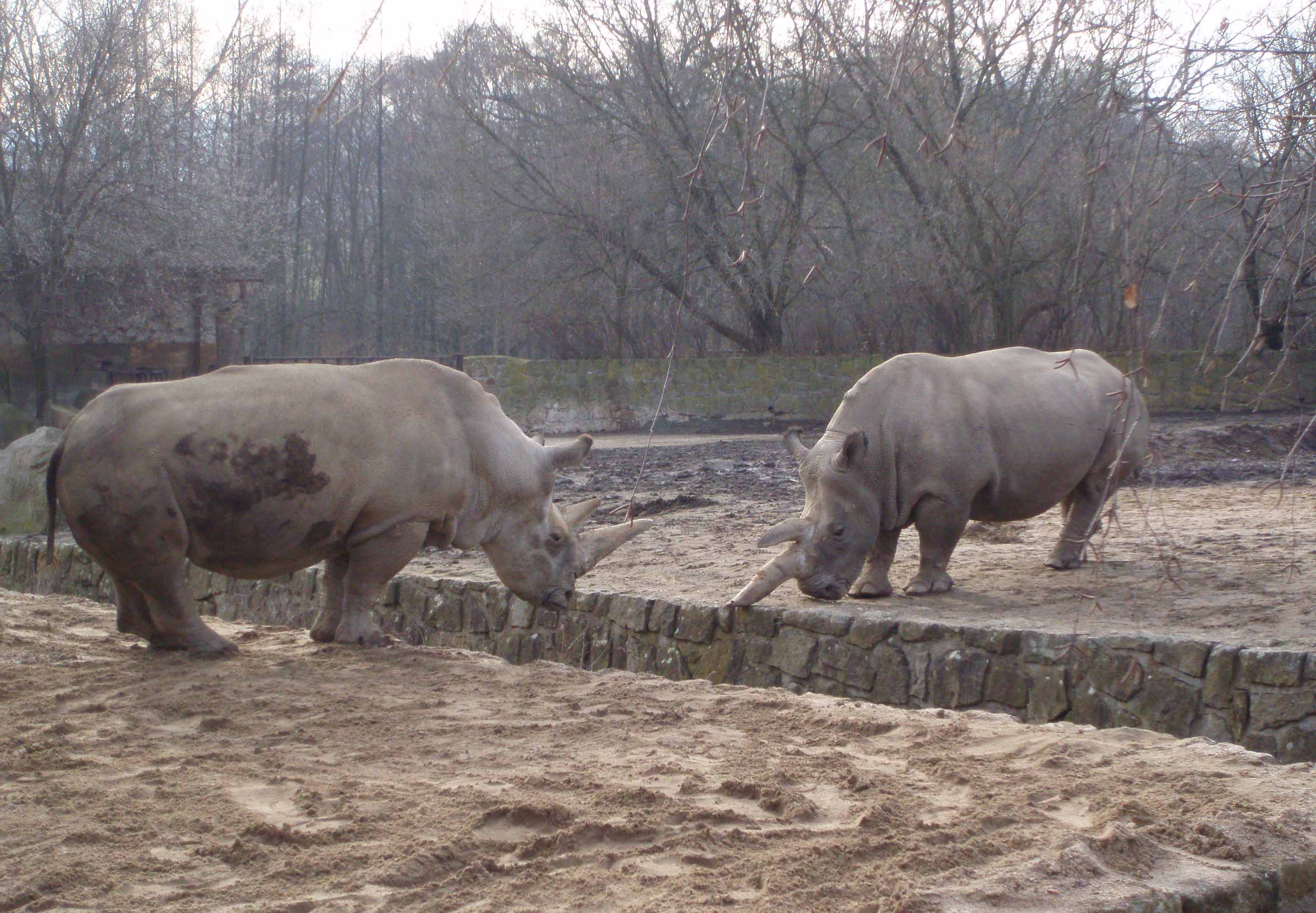 Zoo2.jpg