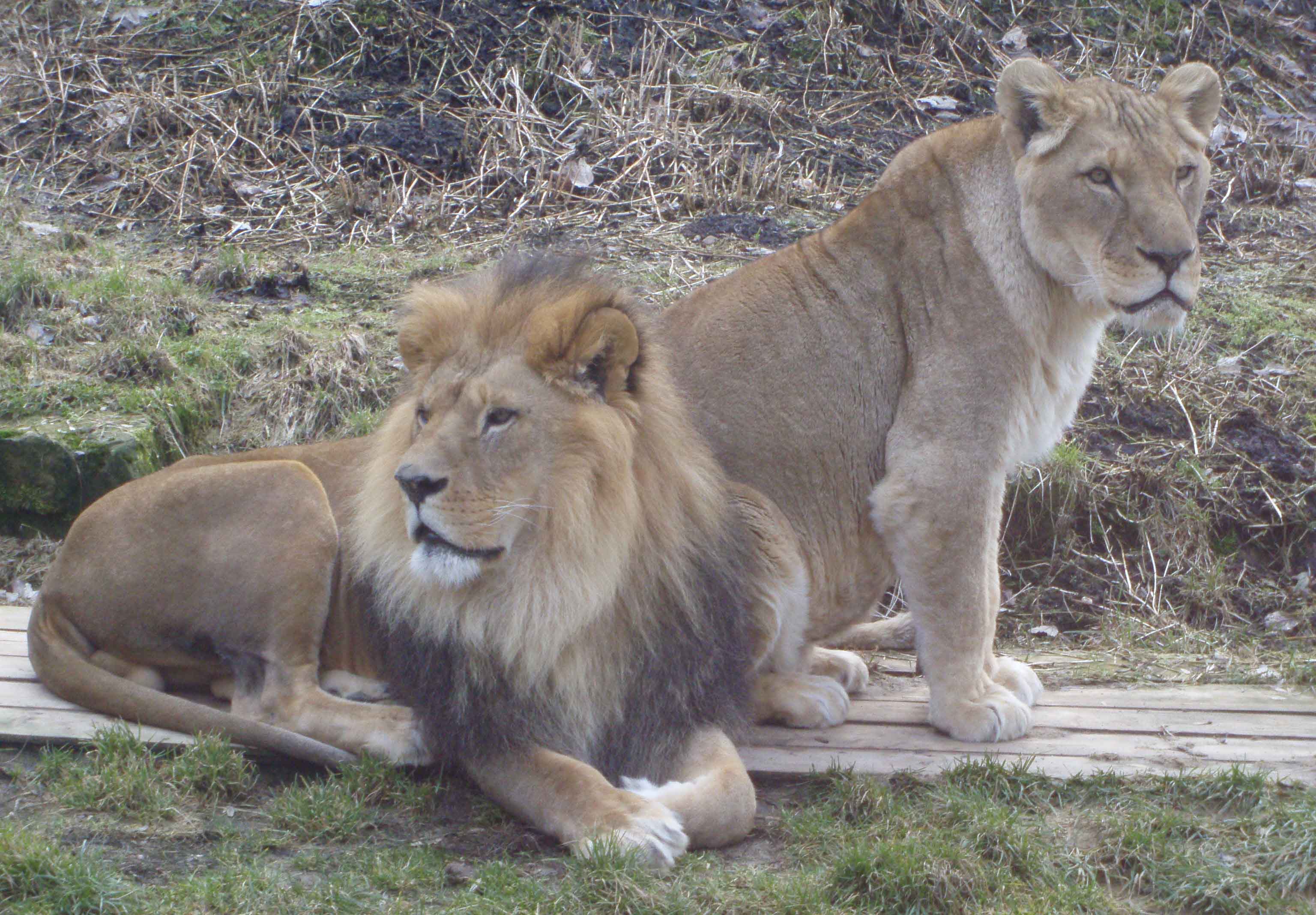Zoo7.jpg